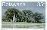 Adansonia digitata (Baobab)
