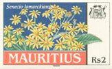 Senecio lamarckianus