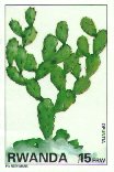Opuntia sp.