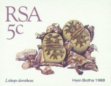 Lithops dorotheae
