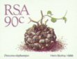 Dioscorea elephantipes