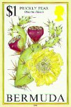 Opuntia dillenii