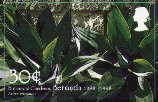 Agave attenuata