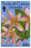 Plumeria rubra