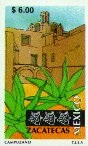 Agave sp.
