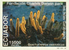 Brachycereus nesioticus