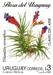 Tillandsia aeranthos