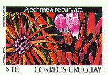 Aechmea recurvata